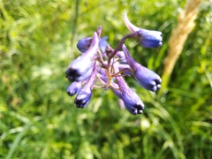 Delphinium elatum
