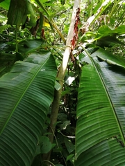 Heliconia schiedeana