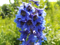 Delphinium elatum