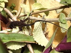 Anolis sagrei