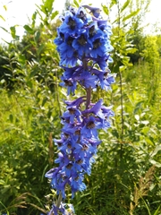 Delphinium elatum