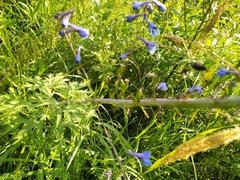 Delphinium elatum