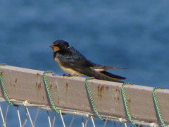 Hirundo rustica