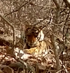 Panthera tigris tigris