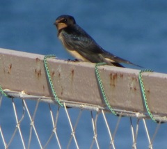 Hirundo rustica