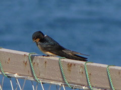 Hirundo rustica