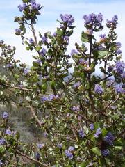 Ceanothus