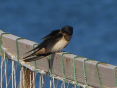 Hirundo rustica