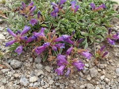 Penstemon heterodoxus heterodoxus