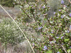 Ceanothus