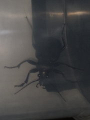 Calosoma