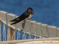 Hirundo rustica