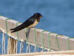 Hirundo rustica