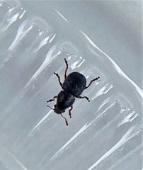 Trigonorhinus rotundatus