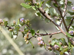 Ceanothus