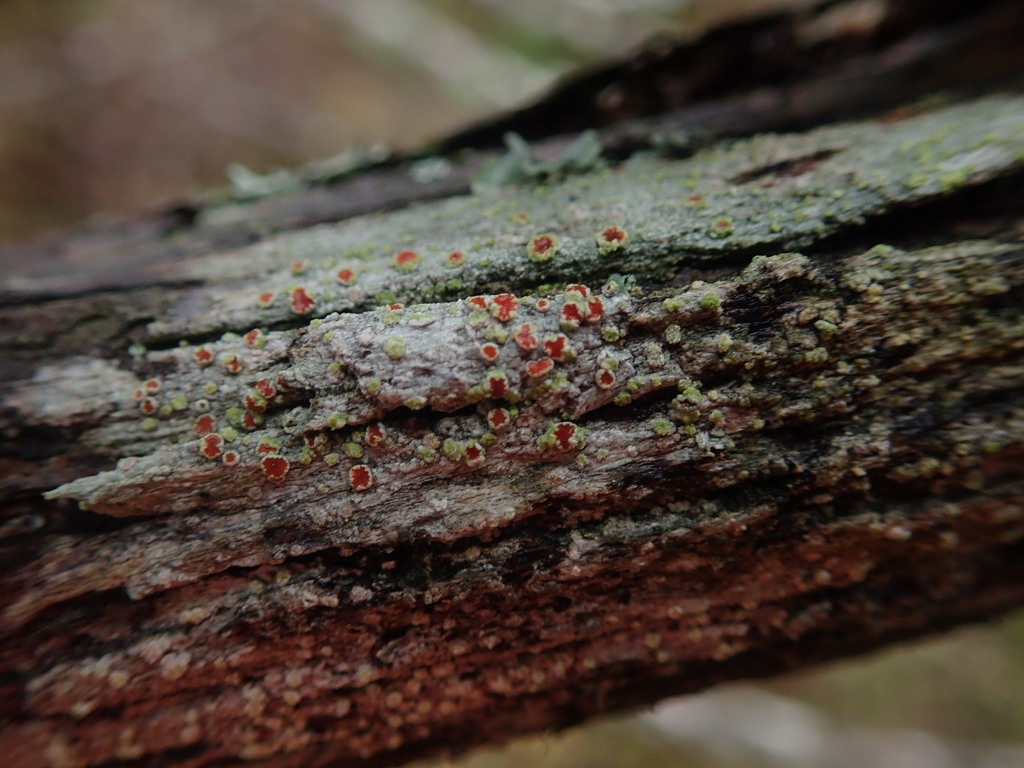Haematomma sorediatum