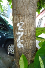 Terminalia kaernbachii