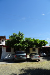 Terminalia kaernbachii