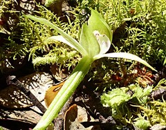Adenochilus gracilis