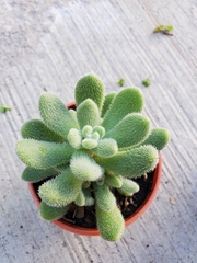 Sedum hintonii