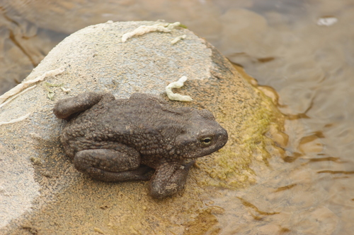 Peru Coast Toad
