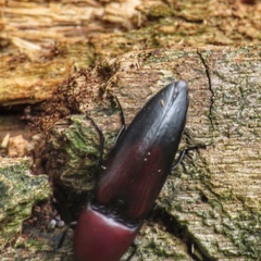 Parallelostethus attenuatus