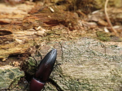Parallelostethus attenuatus