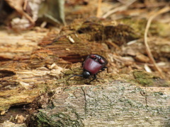 Parallelostethus attenuatus