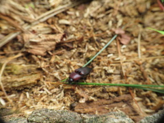 Parallelostethus attenuatus