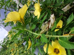 Hymenopus coronatus