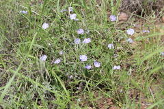 Evolvulus arizonicus