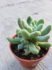 Sedum hintonii