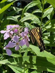 Papilio rutulus