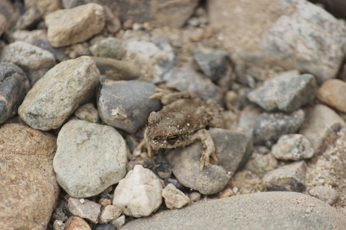 Peru Coast Toad, Rhinella limensis