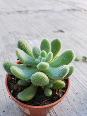 Sedum hintonii
