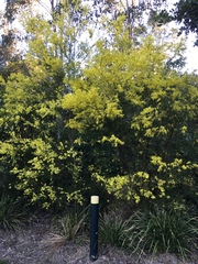 Acacia fimbriata
