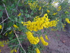 Echinopterys eglandulosa