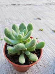 Sedum hintonii