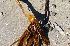 Laminaria setchellii