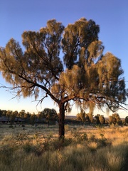 Allocasuarina decaisneana