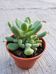 Sedum hintonii