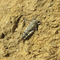 Trimerotropis occidentalis