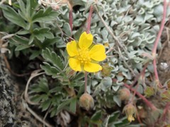 Potentilla morefieldii