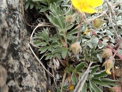 Potentilla morefieldii
