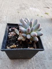 Pachyphytum oviferum