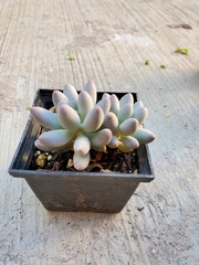Pachyphytum oviferum