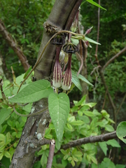 Ceropegia meyeri