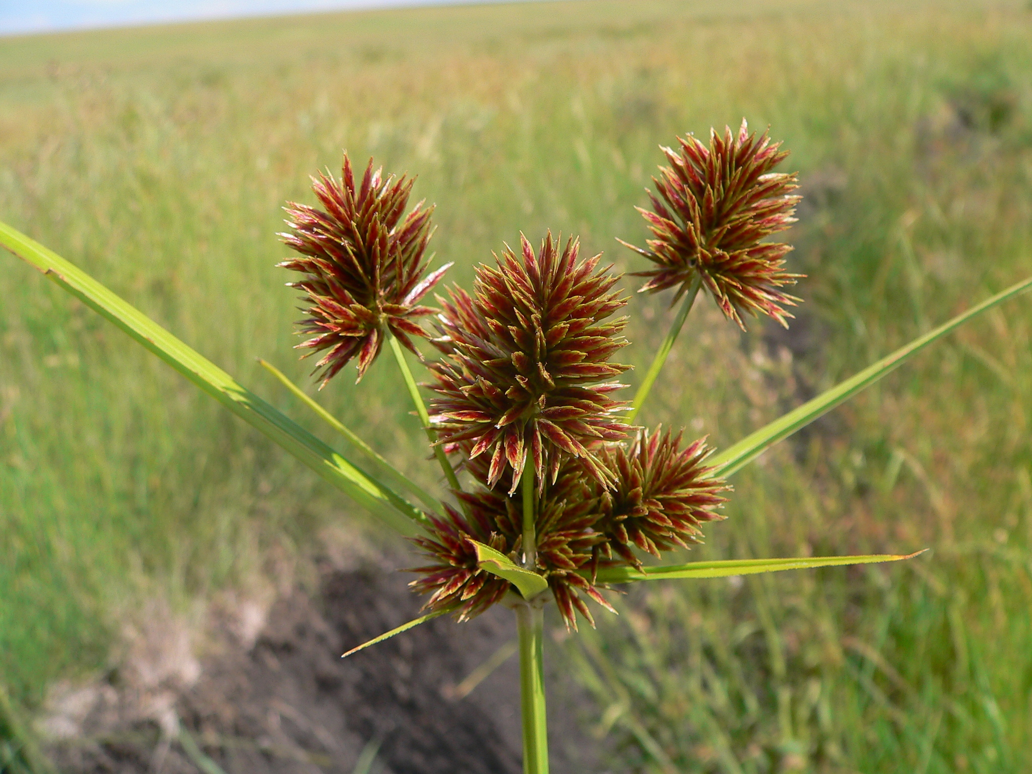 (c) Duncan McKenzie, certains droits réservés (CC BY-NC) https://www.inaturalist.org/observations/89152279