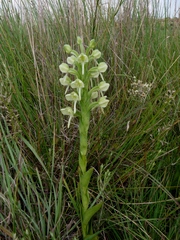 Habenaria epipactidea