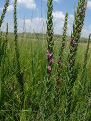 Ammannia sagittifolia